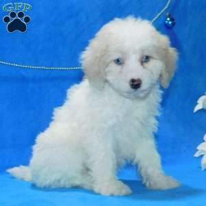 Princess F1B, Mini Goldendoodle Puppy